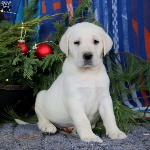 Sarge, Yellow Labrador Retriever Puppy