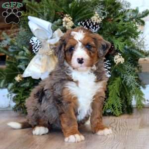 Sarge, Bernedoodle Puppy