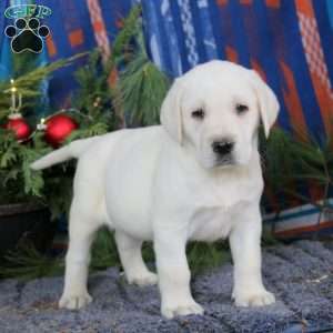 Sarge, Yellow Labrador Retriever Puppy