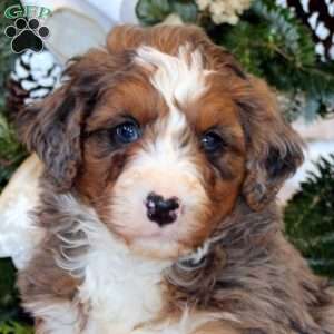 Sarge, Bernedoodle Puppy