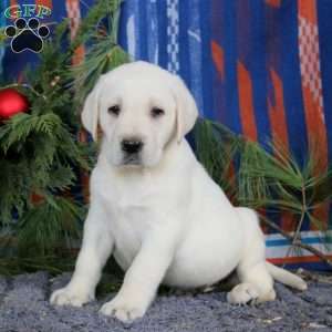 Sarge, Yellow Labrador Retriever Puppy