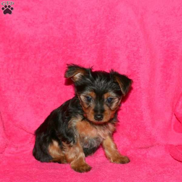 Sari, Yorkie Puppy