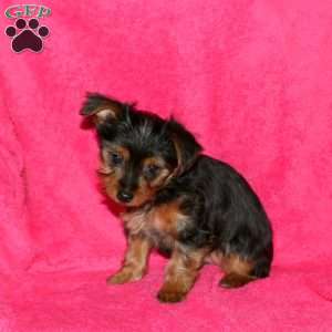Sari, Yorkie Puppy