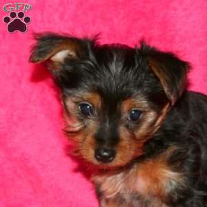 Sari, Yorkie Puppy