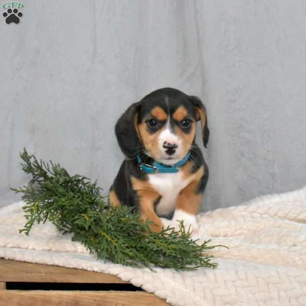 Sasha, Beagle Mix Puppy