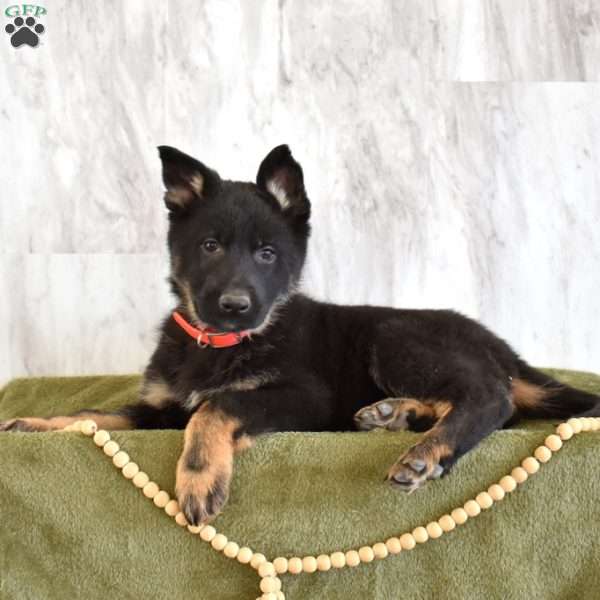 Sasha, German Shepherd Puppy