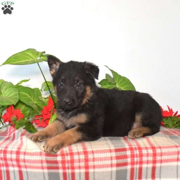 Sasha, German Shepherd Puppy