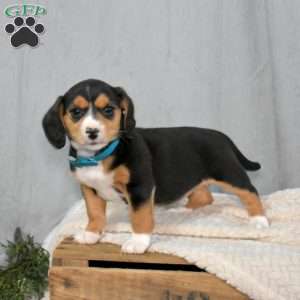 Sasha, Beagle Mix Puppy