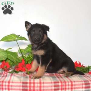 Sasha, German Shepherd Puppy