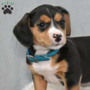 Sasha, Beagle Mix Puppy