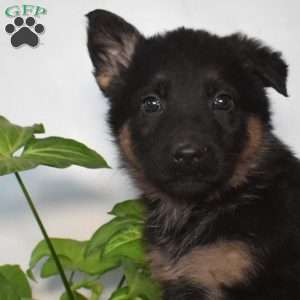 Sasha, German Shepherd Puppy