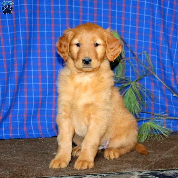 Sasha, Golden Retriever Puppy