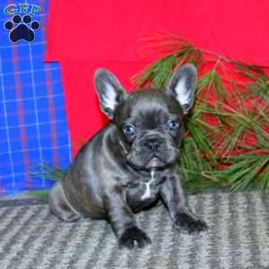Sasha, French Bulldog Puppy