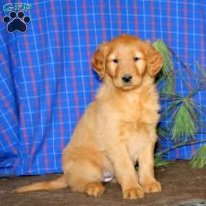 Sasha, Golden Retriever Puppy