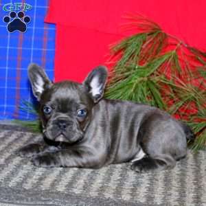 Sasha, French Bulldog Puppy