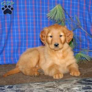 Sasha, Golden Retriever Puppy