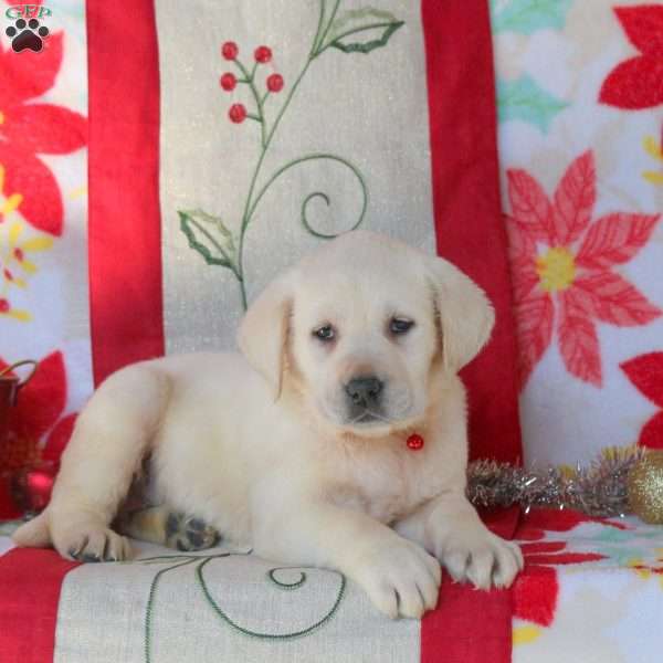 Savannah, Yellow Labrador Retriever Puppy