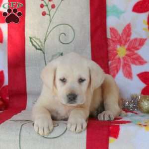 Savannah, Yellow Labrador Retriever Puppy
