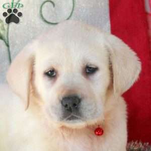 Savannah, Yellow Labrador Retriever Puppy