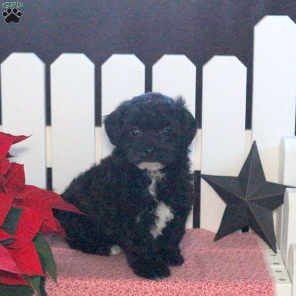 Saydie, Toy Poodle Mix Puppy