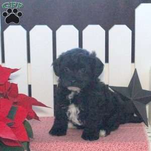 Saydie, Toy Poodle Mix Puppy