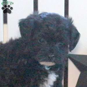 Saydie, Toy Poodle Mix Puppy