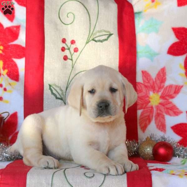 Saylor, Yellow Labrador Retriever Puppy