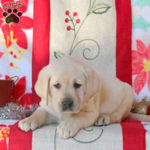 Saylor, Yellow Labrador Retriever Puppy