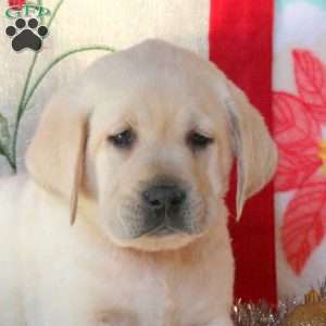 Saylor, Yellow Labrador Retriever Puppy