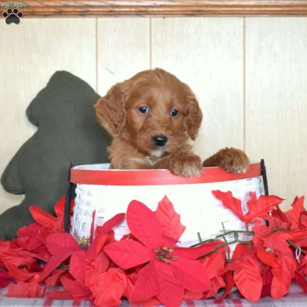 Scarlet, Mini Goldendoodle Puppy