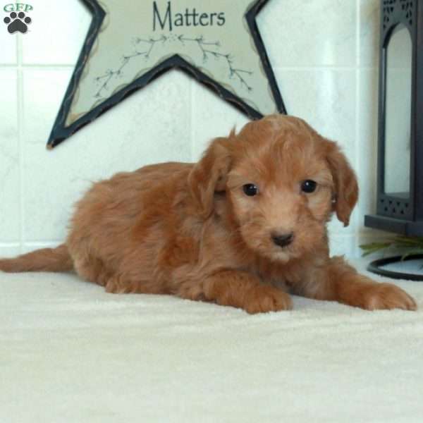 Scarlet, Mini Goldendoodle Puppy