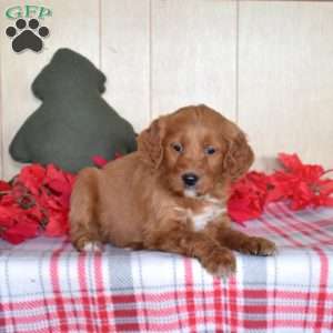 Scarlet, Mini Goldendoodle Puppy
