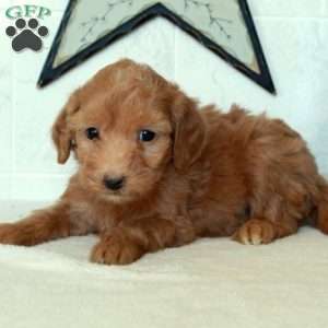 Scarlet, Mini Goldendoodle Puppy