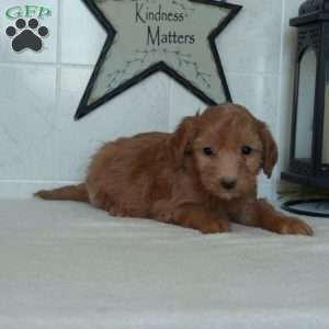 Scarlet, Mini Goldendoodle Puppy