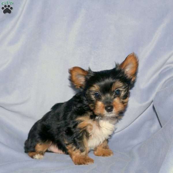 Scooby-Doo, Yorkie Puppy
