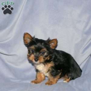 Scooby-Doo, Yorkie Puppy