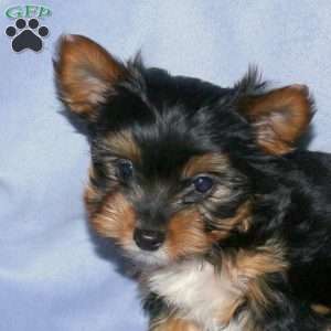 Scooby-Doo, Yorkie Puppy