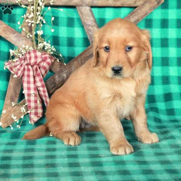 Scooby, Golden Retriever Puppy