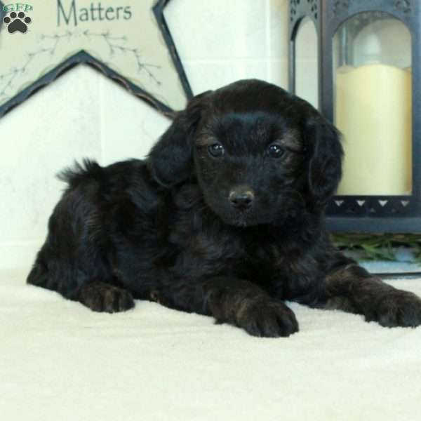 Scooby, Mini Goldendoodle Puppy