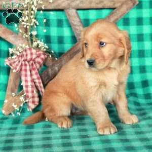 Scooby, Golden Retriever Puppy