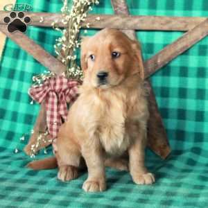 Scooby, Golden Retriever Puppy