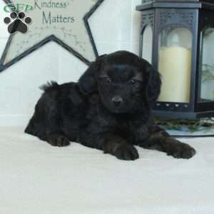 Scooby, Mini Goldendoodle Puppy