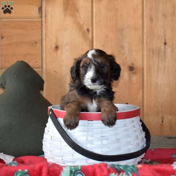 Scooter, Mini Bernedoodle Puppy