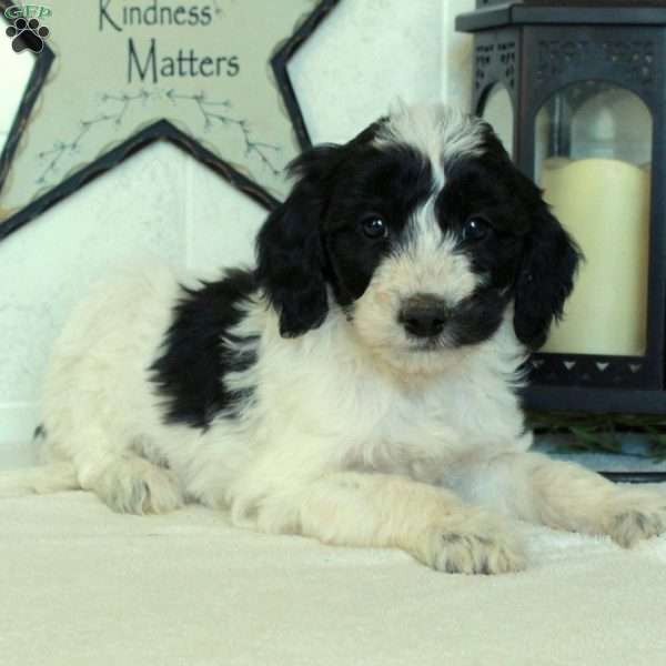 Scooter, Mini Goldendoodle Puppy