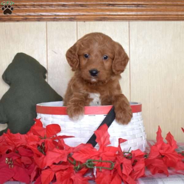 Scooter, Mini Goldendoodle Puppy