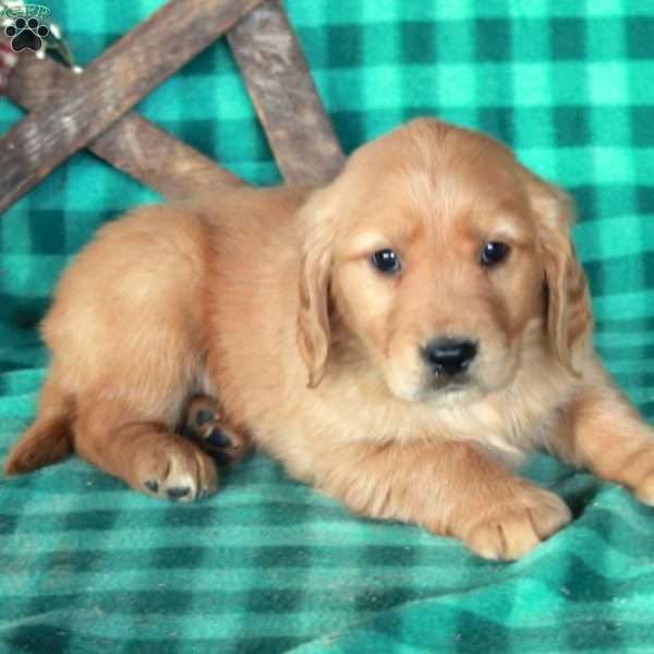 Scooter, Golden Retriever Puppy