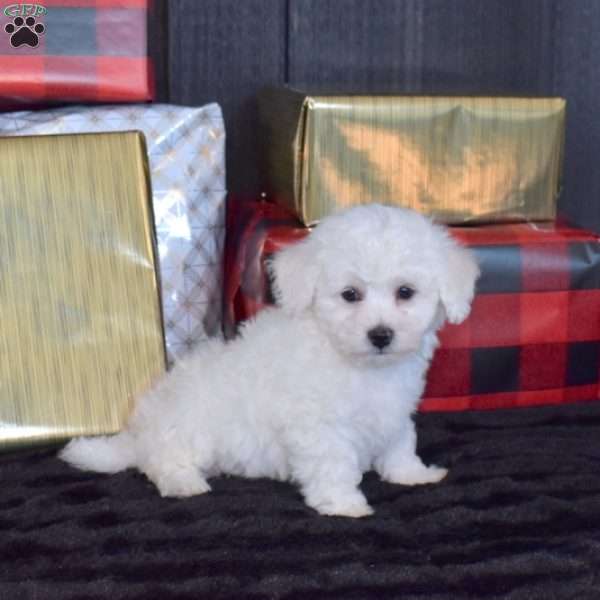 Scooter, Bichon Frise Puppy