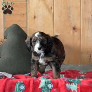 Scooter, Mini Bernedoodle Puppy
