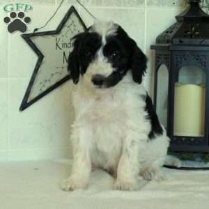 Scooter, Mini Goldendoodle Puppy