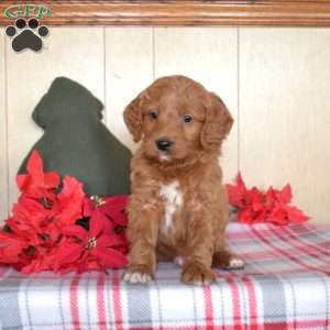 Scooter, Mini Goldendoodle Puppy